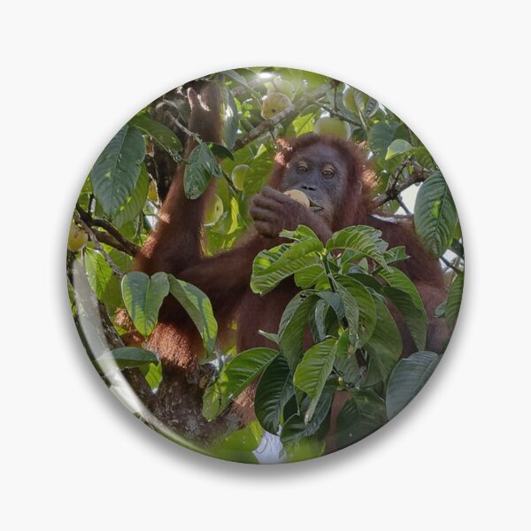 Item preview, Wild orangutan eating in a tree designed and sold by franck380.