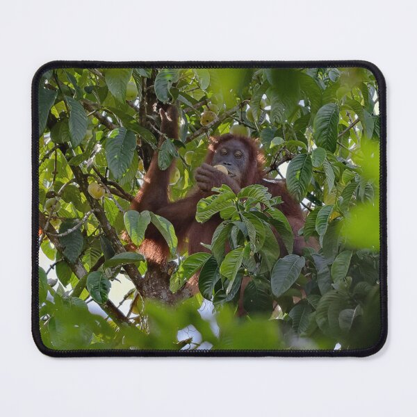 Item preview, Wild orangutan eating in a tree designed and sold by franck380.