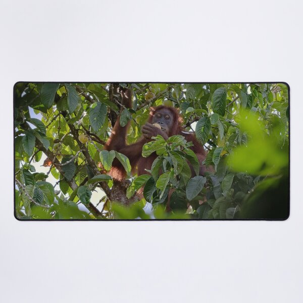 Item preview, Wild orangutan eating in a tree designed and sold by franck380.