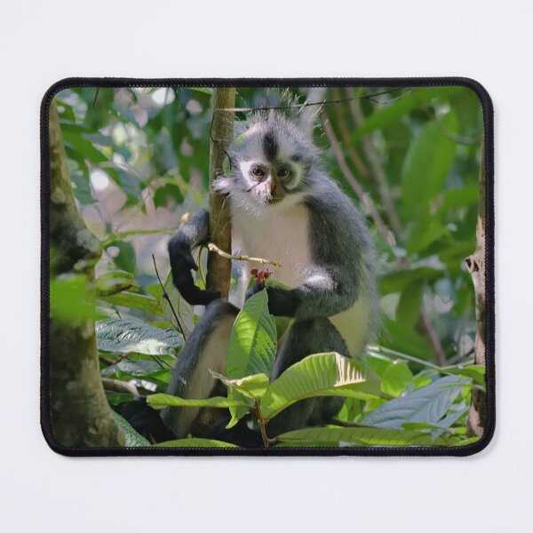 Item preview, Captivating look of a Thomas langur designed and sold by franck380.