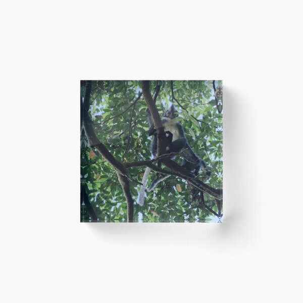 Item preview, Thomas's langur perched in the canopy designed and sold by franck380.