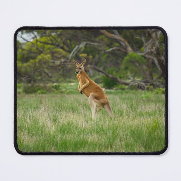 Item preview, Kangaroo in the wild designed and sold by Stephen Jolly Photography.
