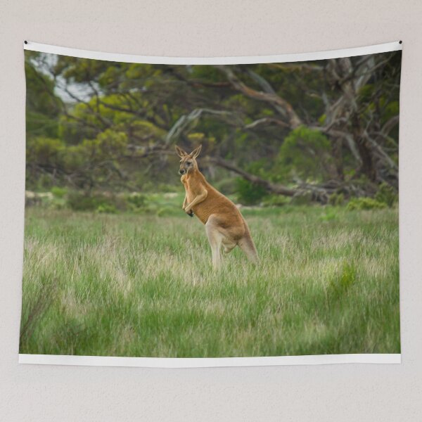 Item preview, Kangaroo in the wild designed and sold by Stephen Jolly Photography.