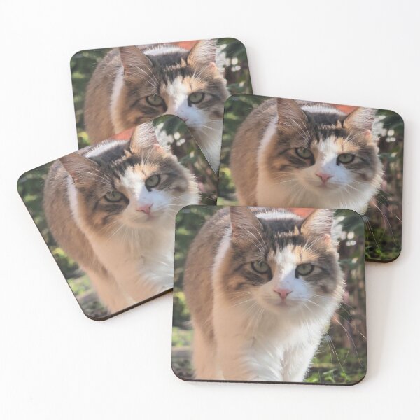 Item preview, Curious Fluffy Cat - Cute Cat Photography designed and sold by MB-CatPrints.