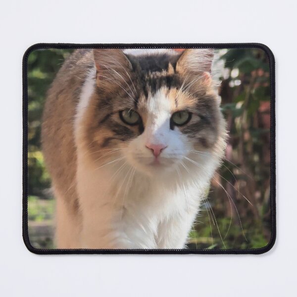 Item preview, Curious Fluffy Cat - Cute Cat Photography designed and sold by MB-CatPrints.