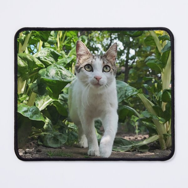 Item preview, Garden Explorer Cat - Cute Cat Photography designed and sold by MB-CatPrints.