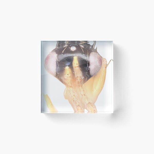 Item preview, Wasp Illustration | Insect Art designed and sold by GammaRay.