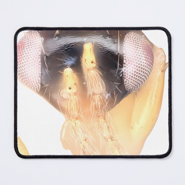 Item preview, Wasp Illustration | Insect Art designed and sold by GammaRay.