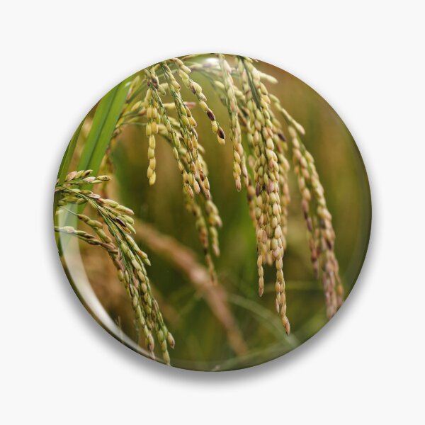 Item preview, Natural beauty of paddy rice in close-up designed and sold by franck380.