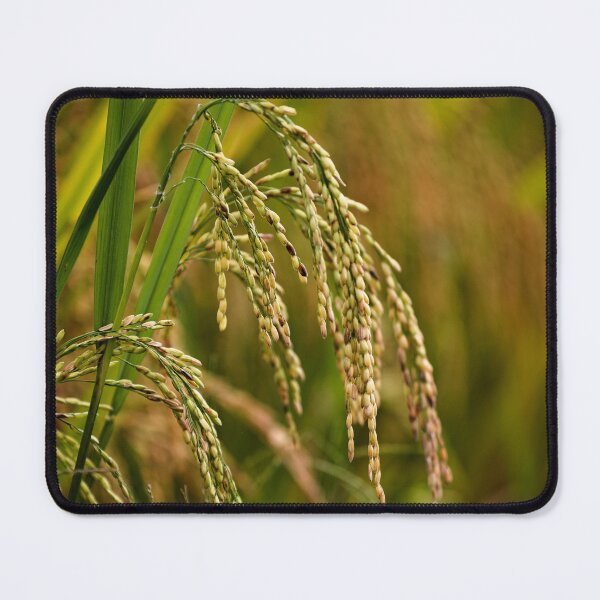 Item preview, Natural beauty of paddy rice in close-up designed and sold by franck380.