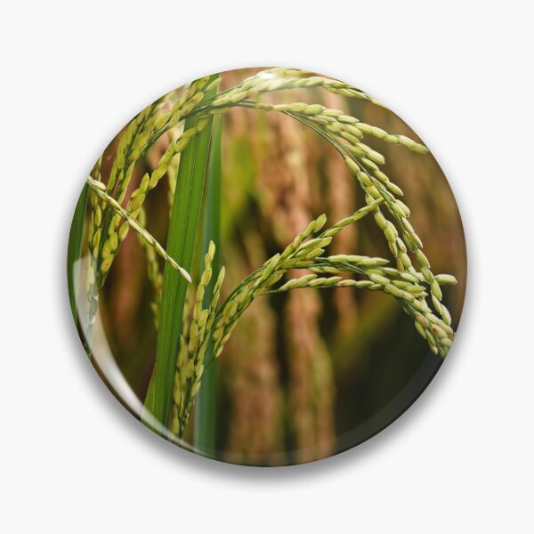 Item preview, Natural beauty of paddy rice in close-up designed and sold by franck380.