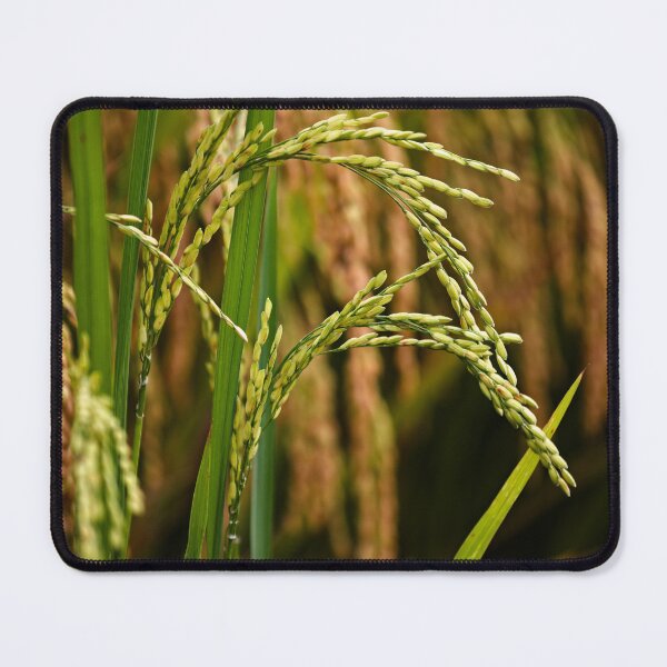 Item preview, Natural beauty of paddy rice in close-up designed and sold by franck380.