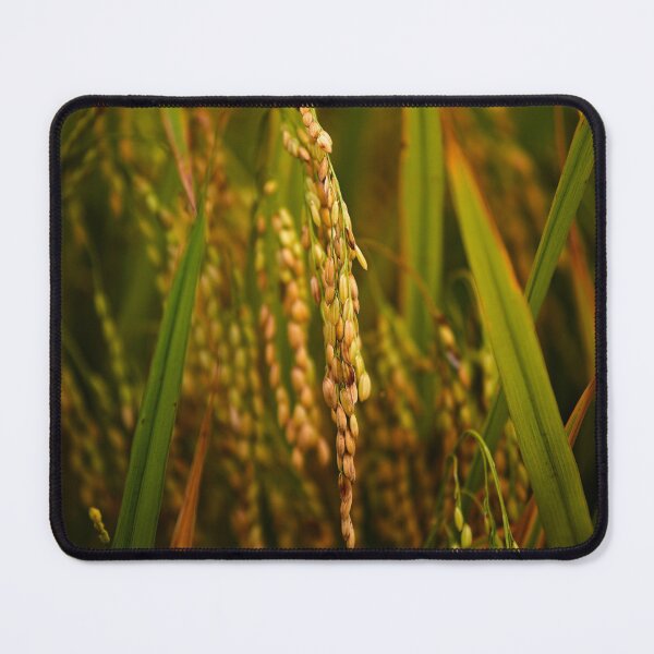 Item preview, Natural beauty of paddy rice in close-up designed and sold by franck380.
