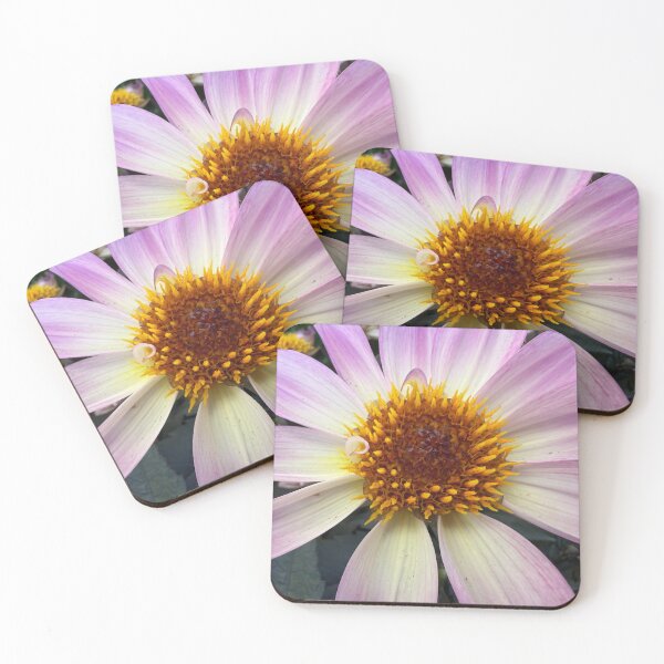 Item preview, Petals Pink to White designed and sold by Betsy Phillips.