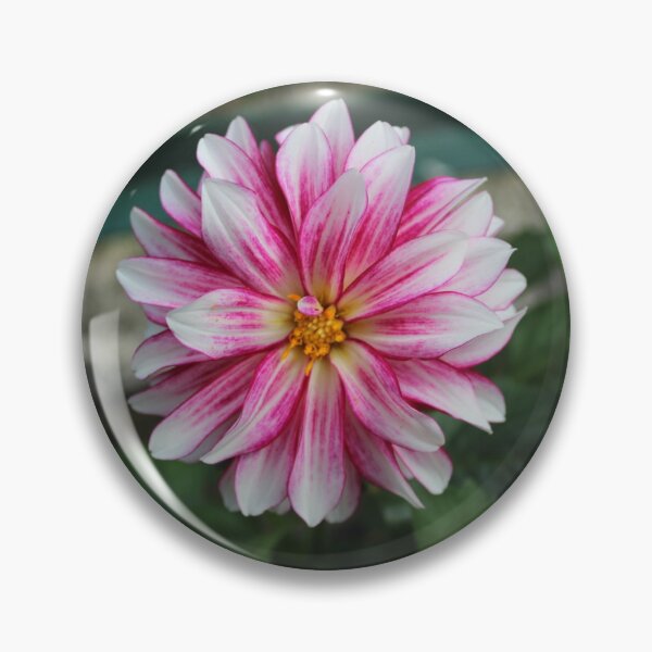 Item preview, Dahlia flower designed and sold by Pellagia.