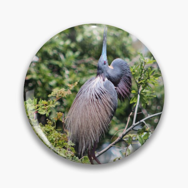 Item preview, Tricolored Heron Mating Dance designed and sold by Cynthia48.