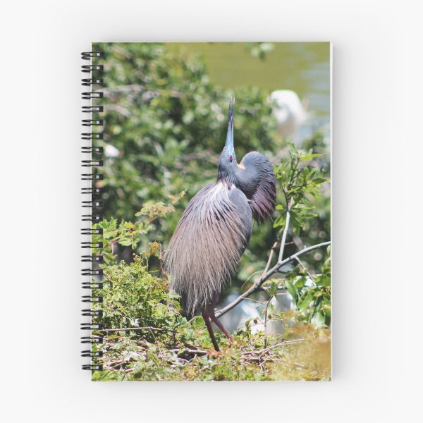 Item preview, Tricolored Heron Mating Dance designed and sold by Cynthia48.