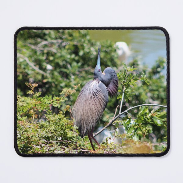 Item preview, Tricolored Heron Mating Dance designed and sold by Cynthia48.