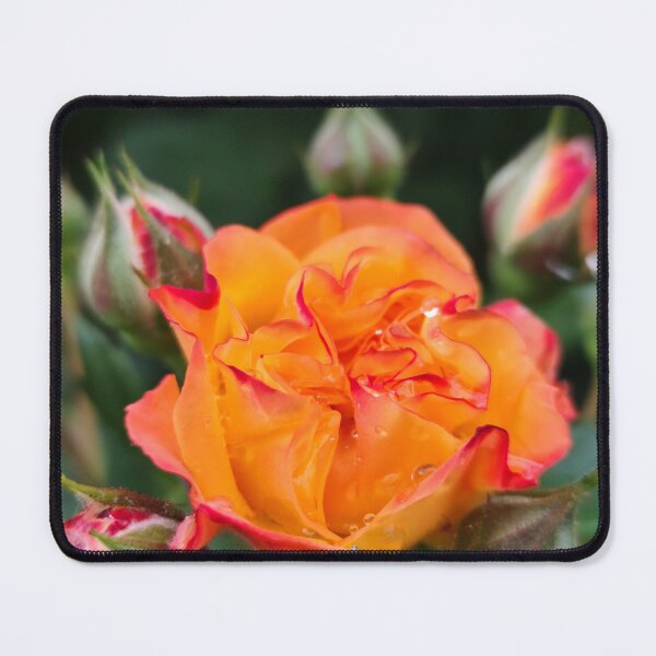 Item preview, Vivid Red Orange Rose Rosa Catching Small Raindrops designed and sold by vtspatial.