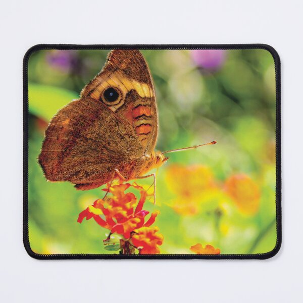 Item preview, Tropical Buckeye Butterfly designed and sold by Kay Brewer.