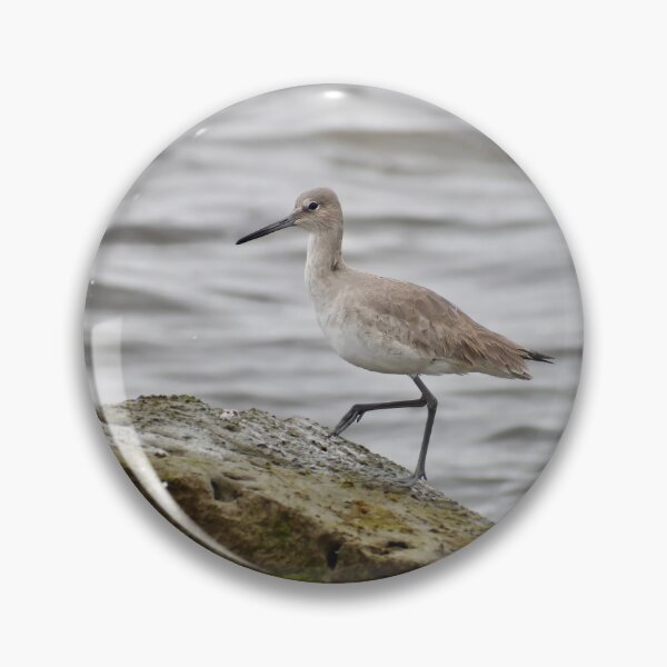 Item preview, Willet on a Rock by the Ocean designed and sold by richardbryce.