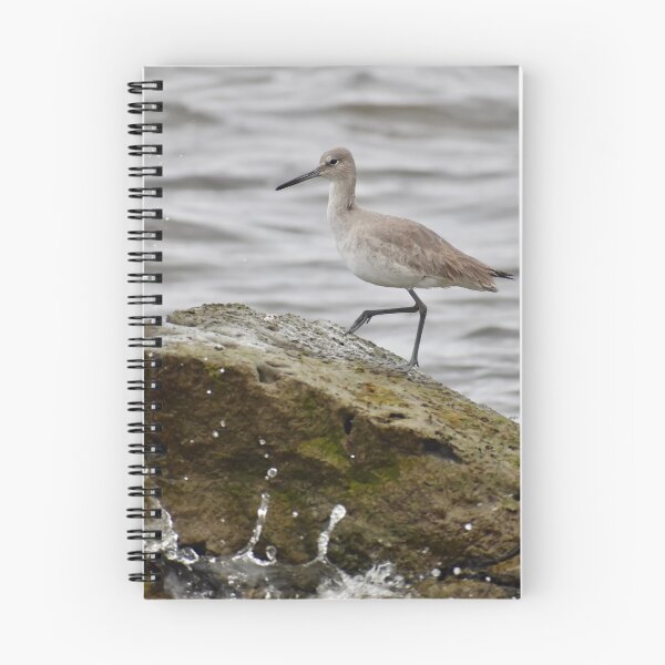 Item preview, Willet on a Rock by the Ocean designed and sold by richardbryce.