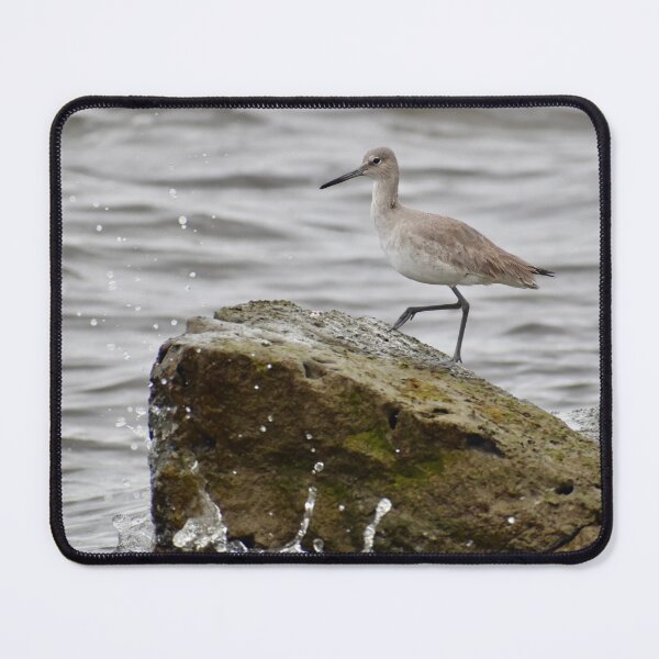Item preview, Willet on a Rock by the Ocean designed and sold by richardbryce.