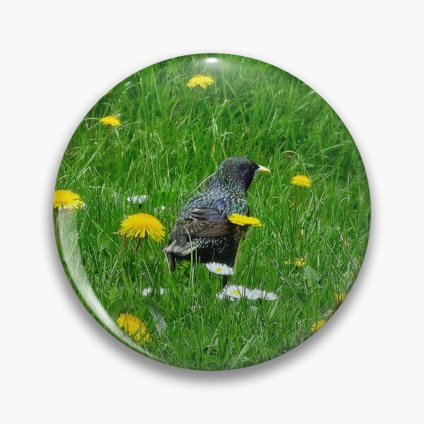 Item preview, Starling in Dandelion Field designed and sold by Quincy-Hedgehog.
