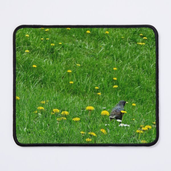 Item preview, Starling in Dandelion Field designed and sold by Quincy-Hedgehog.