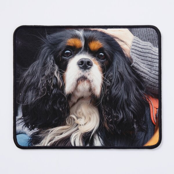 Item preview, Cavalier King Charles Spaniel Portrait designed and sold by JackPipes23.