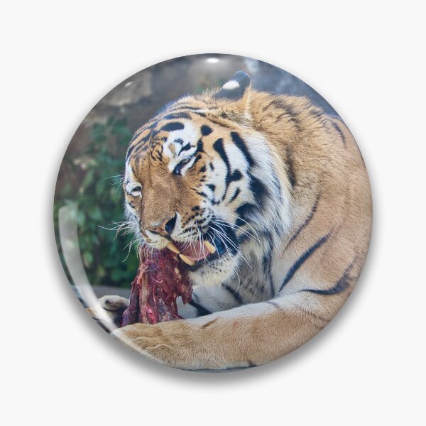 Item preview, Tiger eats meat designed and sold by World-of-Magic.