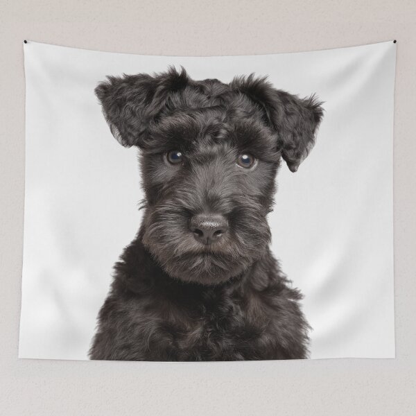 Item preview, Adorable Kerry Blue Terrier puppy for Cute Irish Blue Terrier puppy lovers designed and sold by LazyOwlStore.