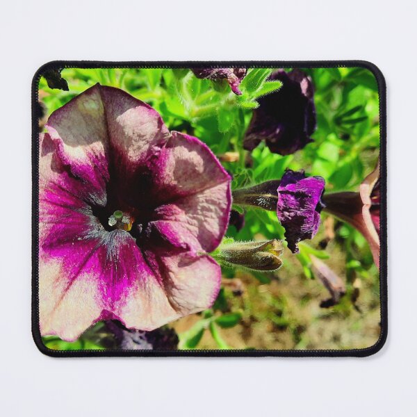 Item preview, Purple and Yellow Petunias designed and sold by Quincy-Hedgehog.
