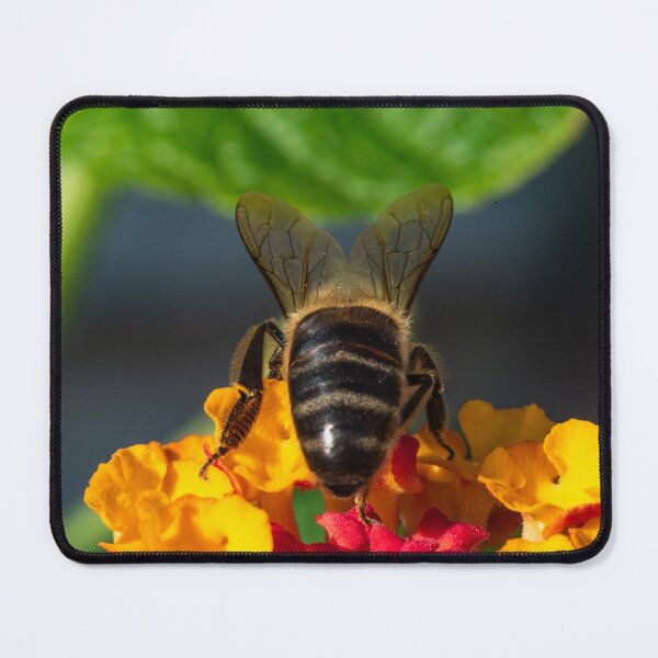 Item preview, Bee seen from behind designed and sold by XaviFotografia.