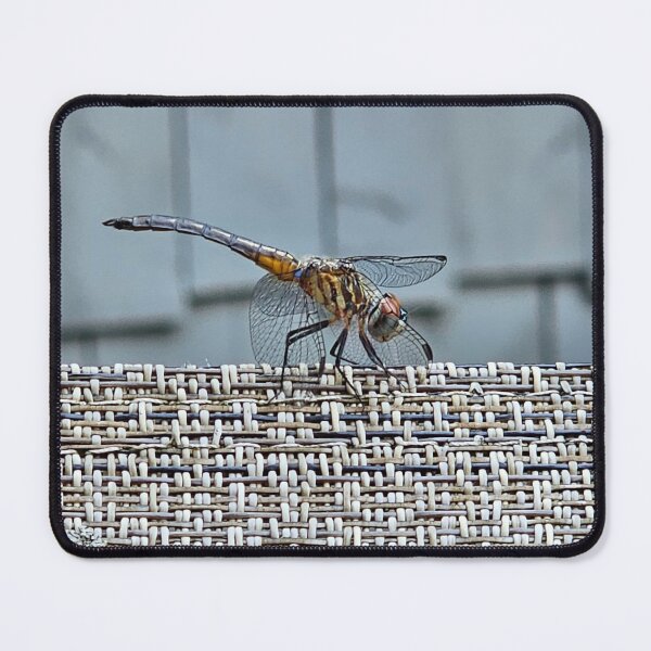 Item preview, Closeup of Dragonfly on Chair designed and sold by Quincy-Hedgehog.