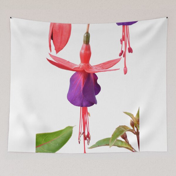 Item preview, Fuchsia  FuchsiaBerry designed and sold by Chris Burrows.
