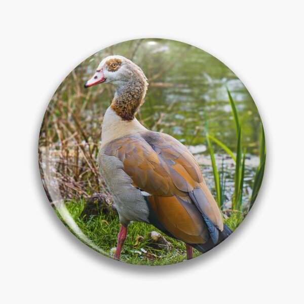 Item preview, Egyptian Goose by the Lakeside  designed and sold by JackPipes23.