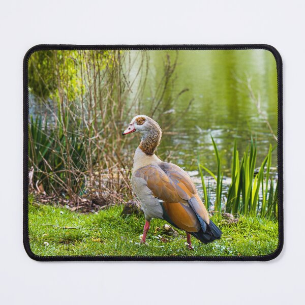 Item preview, Egyptian Goose by the Lakeside designed and sold by JackPipes23.