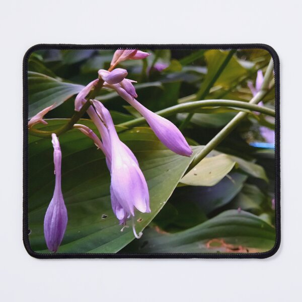Item preview, Closeup of Hosta Flowers designed and sold by Quincy-Hedgehog.