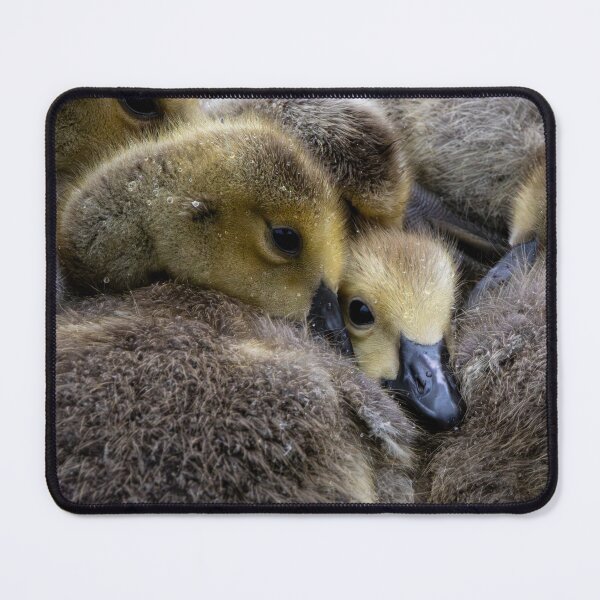 Item preview, Goslings designed and sold by Margriet Photography .