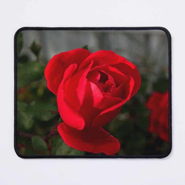 Item preview, Full Bloom Rose Photography – Botanical Art designed and sold by Seeds of Wellness.