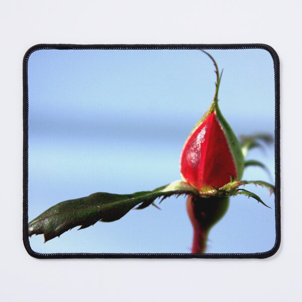 Item preview, Rose Bud Photography – Soft Blue Botanical Art designed and sold by Seeds of Wellness.