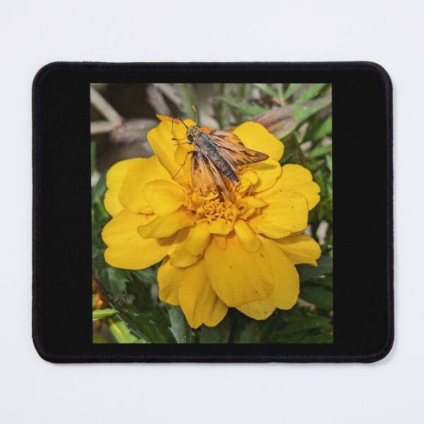 Item preview, Skipper on Marigold designed and sold by CarolM.