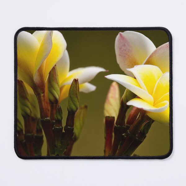 Item preview, The natural elegance of frangipani flowers designed and sold by franck380.