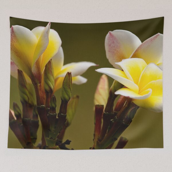 Item preview, The natural elegance of frangipani flowers designed and sold by franck380.