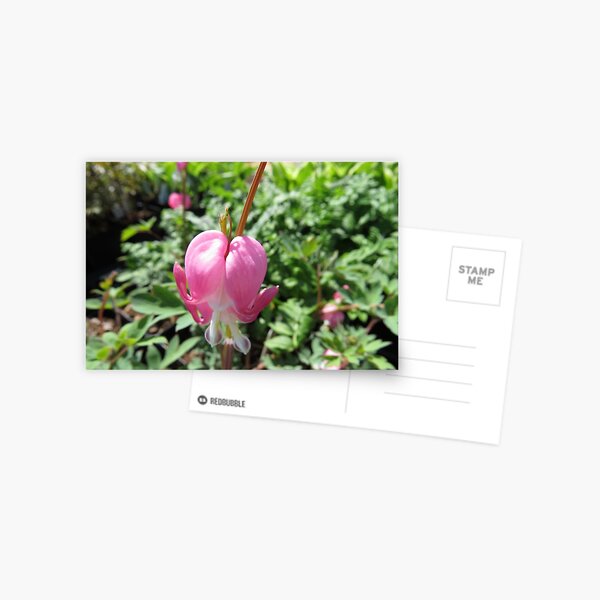 Item preview, Bleeding Heart Pink Flower designed and sold by Aleesha Haigwood.