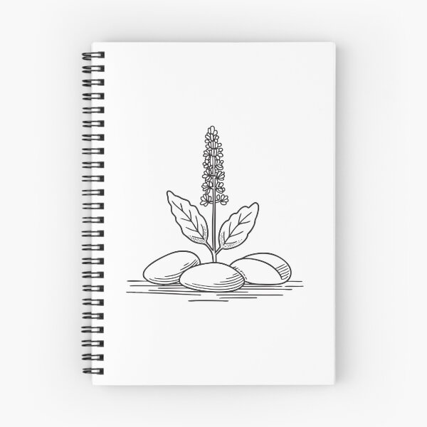 Item preview, Tulsi Plant with Pebble Ground Cover designed and sold by rasagamastore.