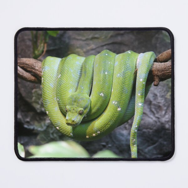 Item preview, Coiled Green Tree Python on a Branch designed and sold by 27Tammy27.