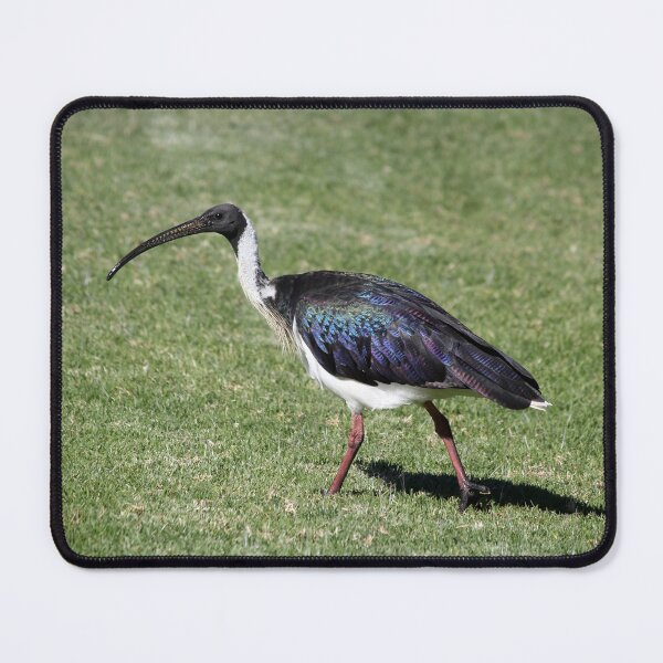 Item preview, Straw-necked Ibis Iridescent Plumage Walk designed and sold by 27Tammy27.