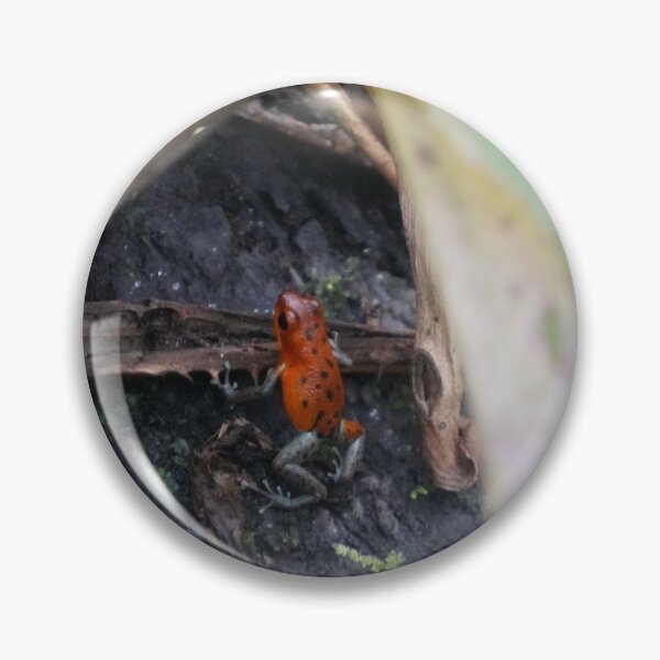 Item preview, Tiny Red Tree Frog designed and sold by Malcolm Snook.